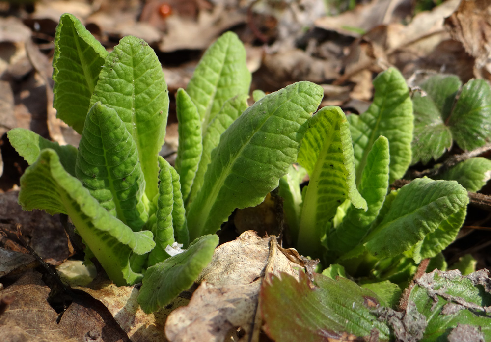 Изображение особи Primula veris.
