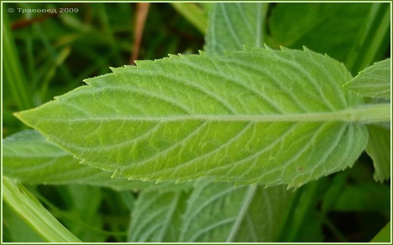 Изображение особи Mentha longifolia.