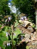 Trachystemon orientalis