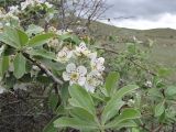 Pyrus elaeagrifolia