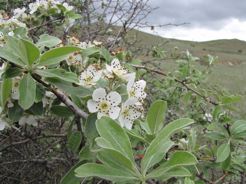 Изображение особи Pyrus elaeagrifolia.