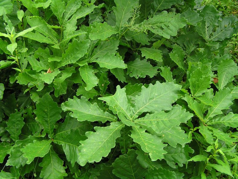 Изображение особи Quercus mongolica.