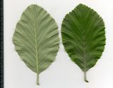 Sorbus aria. Листья (вид снизу и сверху). Курская обл., г. Железногорск, в посадке. 27 мая 2009 г.
