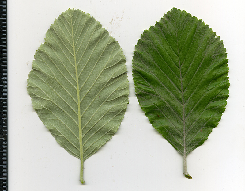 Изображение особи Sorbus aria.