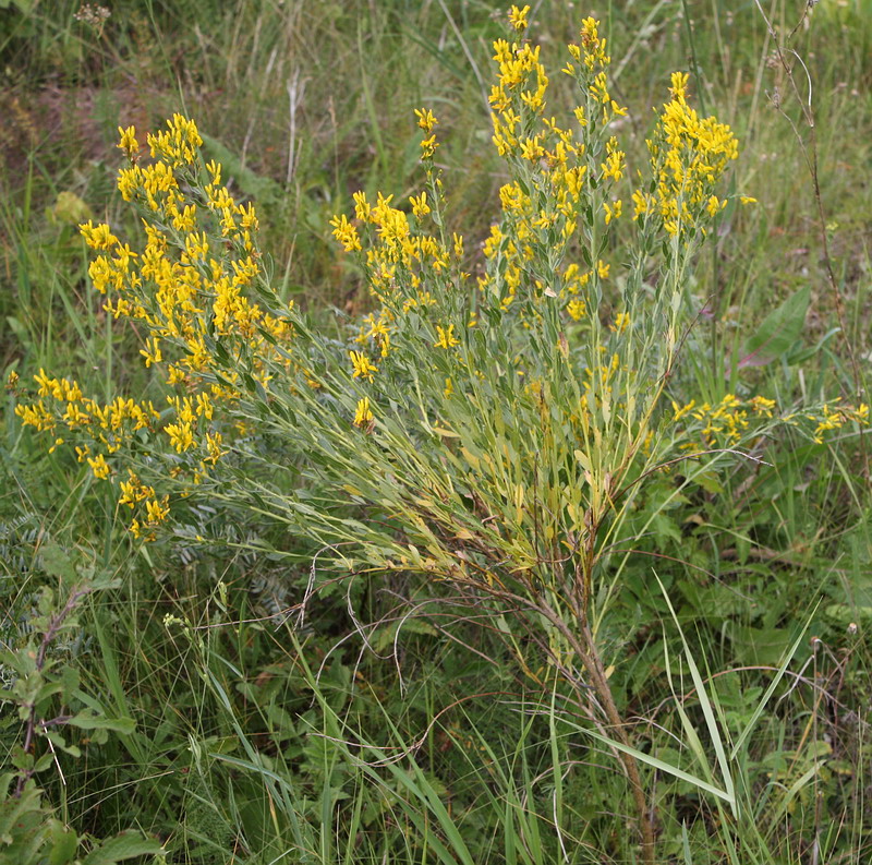 Изображение особи Genista tinctoria.