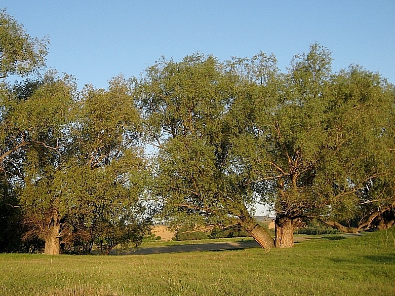 Image of Salix alba specimen.