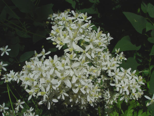 Image of Clematis mandshurica specimen.