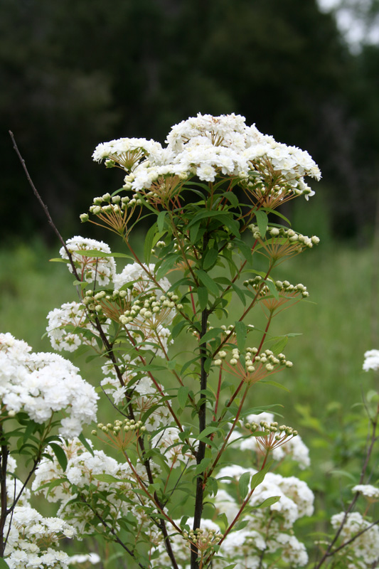 Image of Spiraea cantoniensis specimen.