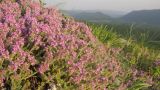 Thymus markhotensis. Верхушка цветущего растения. Краснодарский край, м/о г. Геленджик, хр. Коцехур, гора Мемедо, скальные выходы на южном склоне. 23.05.2015.