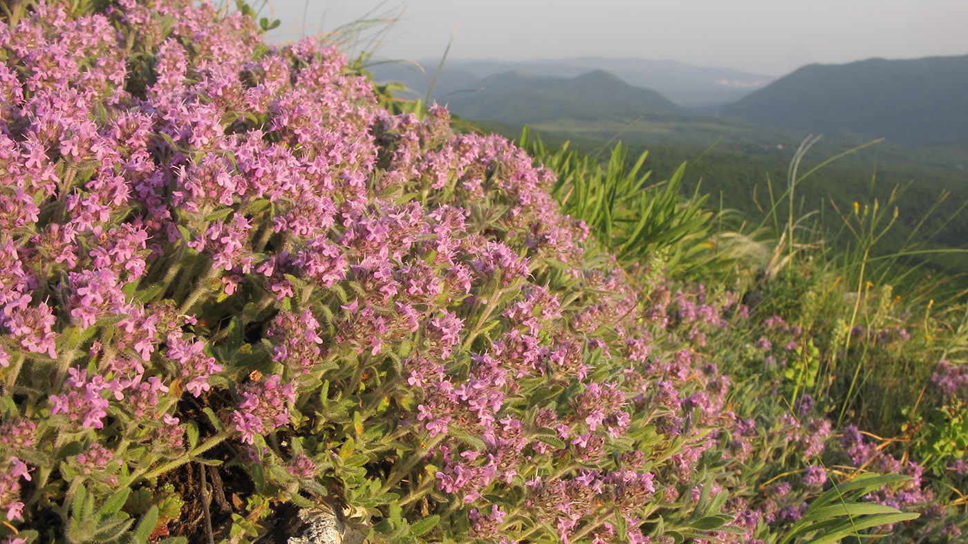 Изображение особи Thymus markhotensis.