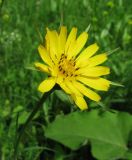 Tragopogon pratensis. Соцветие. Санкт-Петербург, Петергоф, Английский парк, лужайка перед входом. 14.06.2014.