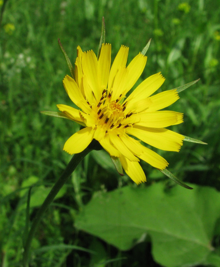 Image of Tragopogon pratensis specimen.