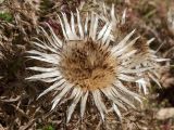 Carlina acaulis подвид caulescens. Соплодие. Черногория, нац. парк Дурмитор, к северу от г. Жабляк, на обочине горной дороги в поясе Pinus mugo. 15.10.2014.