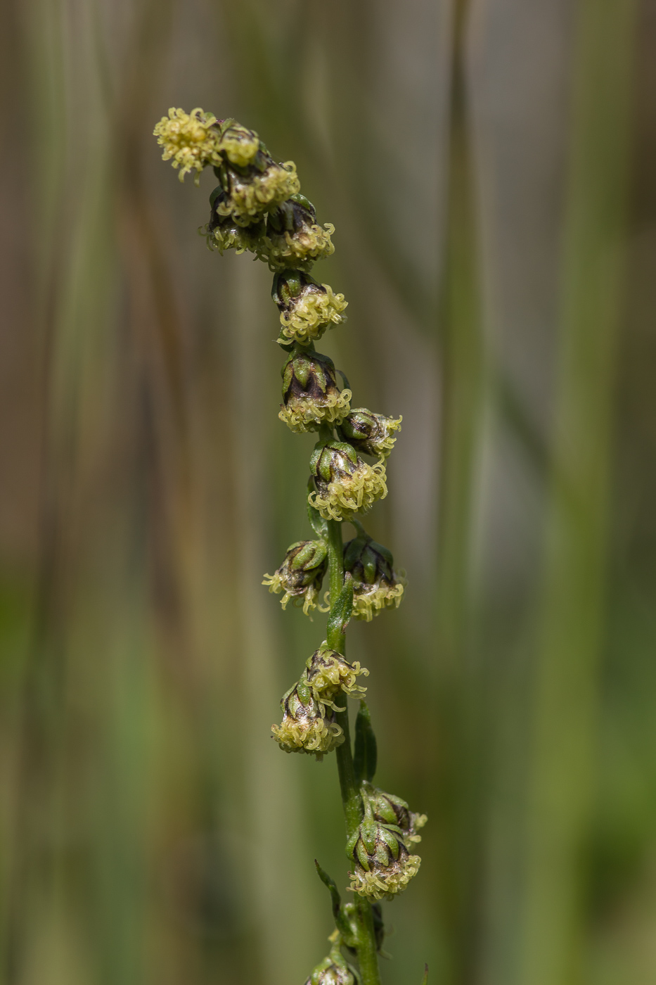 Изображение особи Artemisia latifolia.