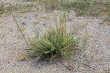 Oxytropis myriophylla