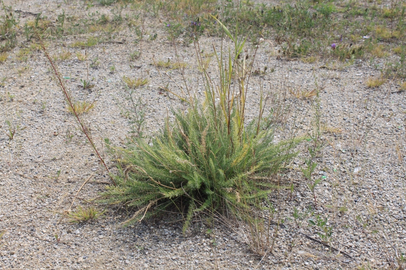 Image of Oxytropis myriophylla specimen.