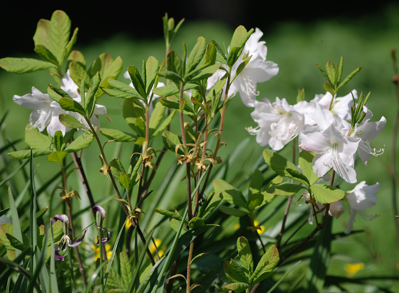 Image of Rhododendron schlippenbachii specimen.