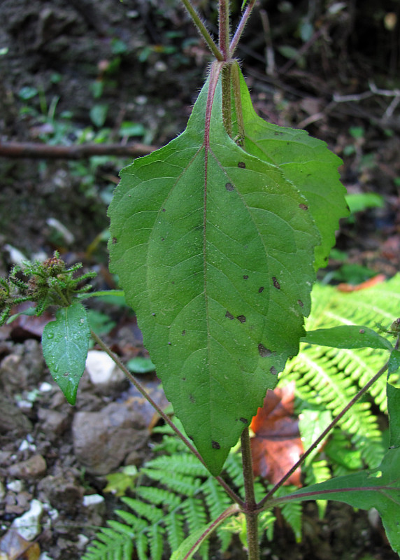 Image of Sigesbeckia orientalis specimen.