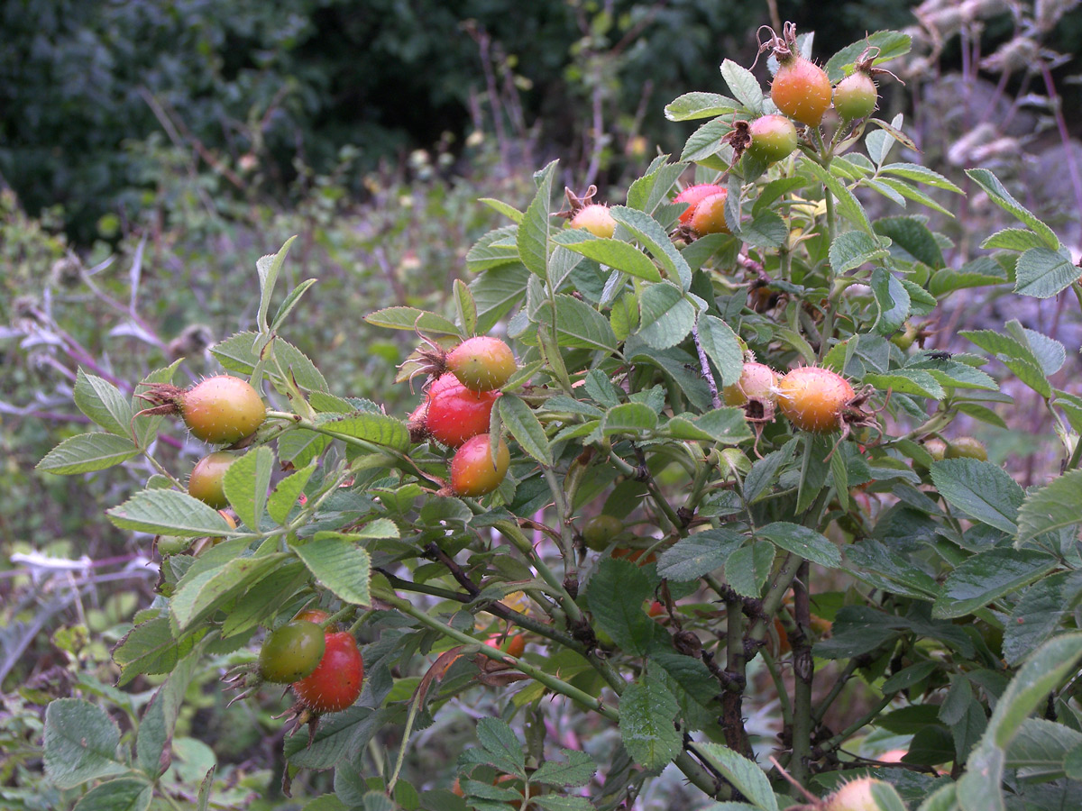 Image of Rosa mollis specimen.