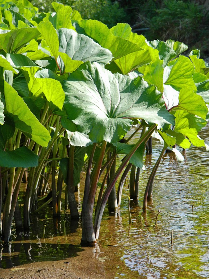 Image of Petasites radiatus specimen.