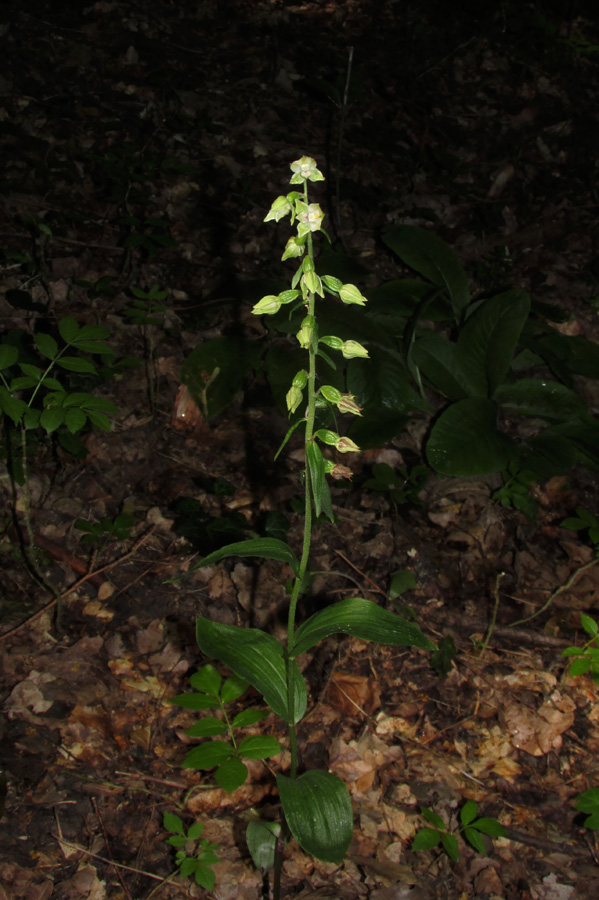 Изображение особи Epipactis leptochila.