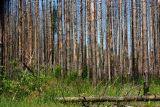 Pinus sylvestris. Деревья, поврежденные низовым пожаром и жуком-короедом. Владимирская обл., Ковровский р-н, окр. дер. Митино. 04.07.2015.