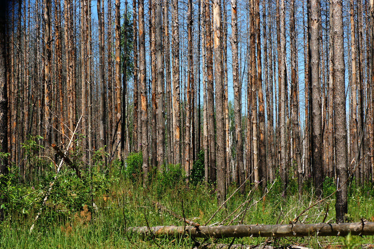 Изображение особи Pinus sylvestris.