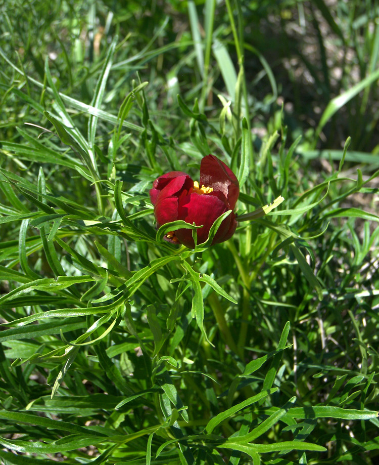 Изображение особи Paeonia biebersteiniana.