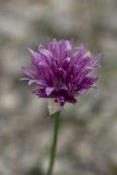 Allium schoenoprasum. Соцветие. Свердловская обл., Карпинский городской округ, гора Серебрянский Камень, зона горной тундры на выс. 1000-1100 м н.у.м. 18.07.2015.