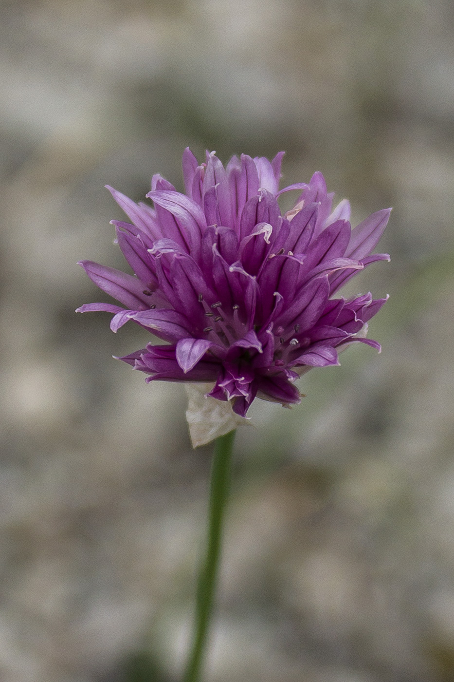 Изображение особи Allium schoenoprasum.