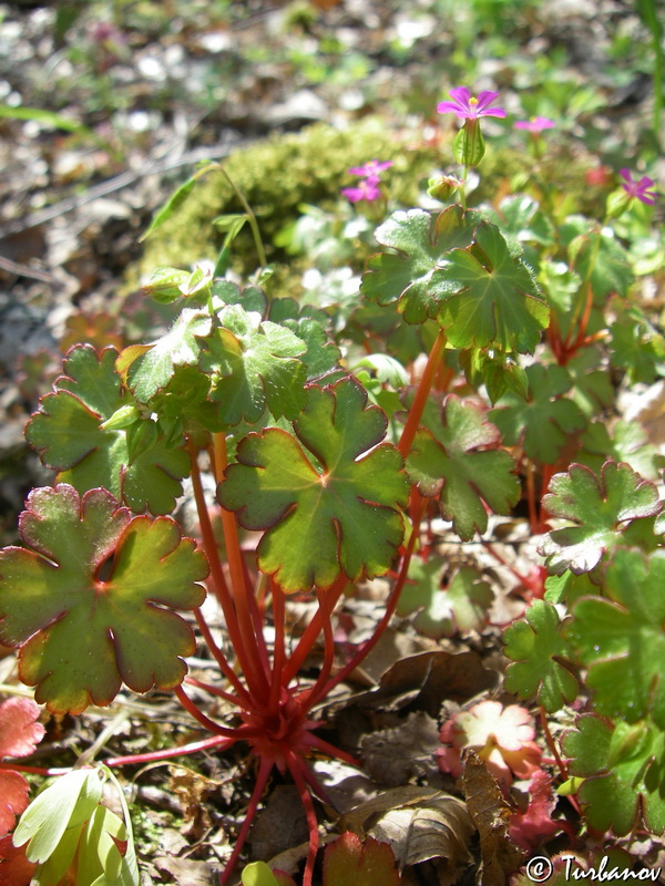 Image of Geranium lucidum specimen.