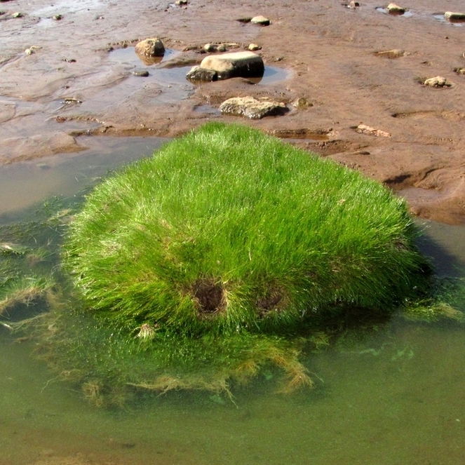 Изображение особи Eleocharis acicularis.