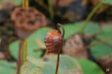 Nelumbo nucifera