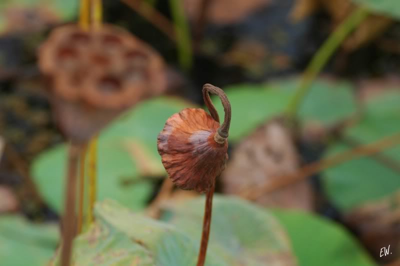 Image of Nelumbo nucifera specimen.