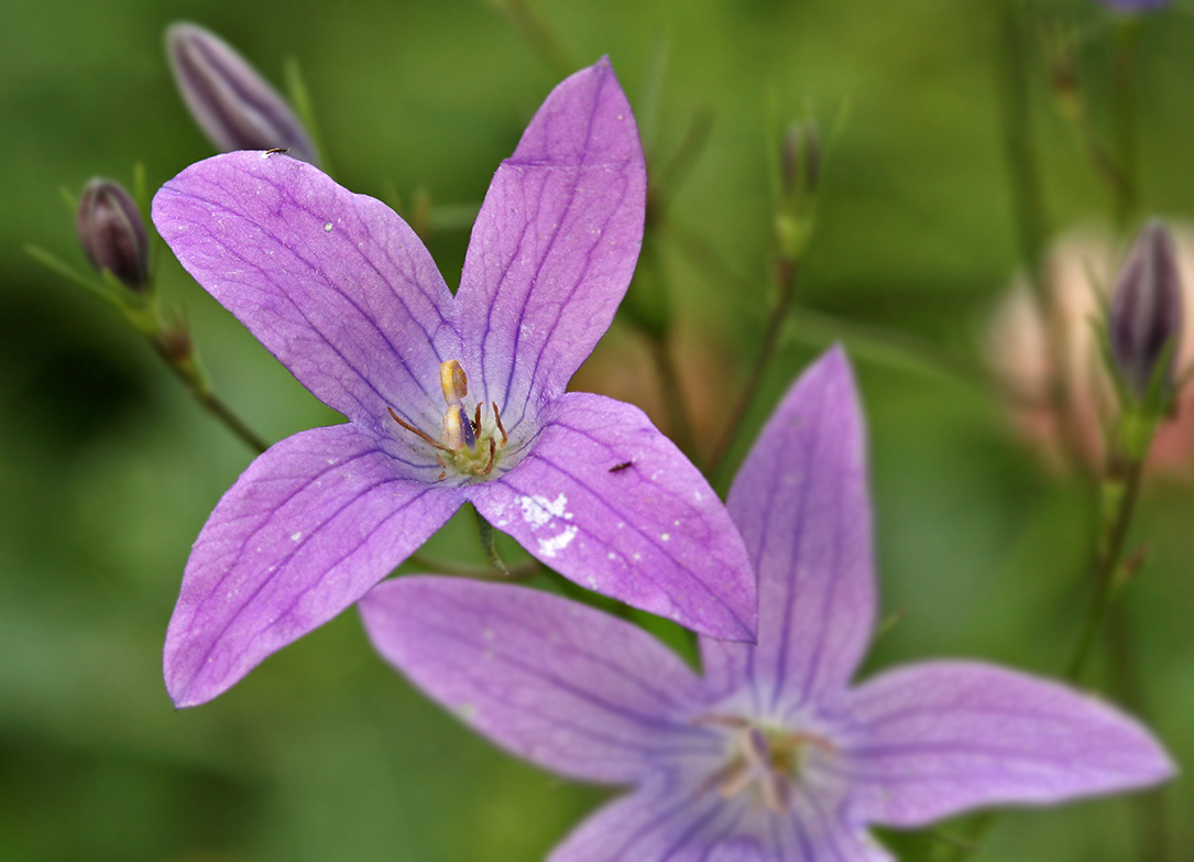 Изображение особи Campanula patula.