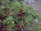 Juniperus deltoides. Верхушка плодоносящего растения. Крым, окр. Судака, южный склон Перчема. 08.10.2010.