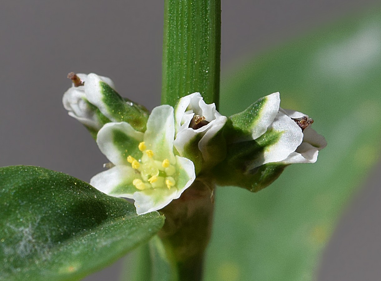 Image of Polygonum aviculare specimen.