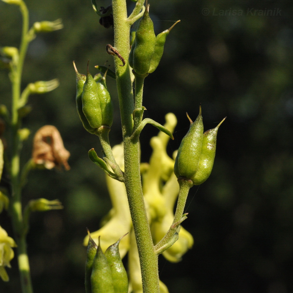 Изображение особи Aconitum kirinense.