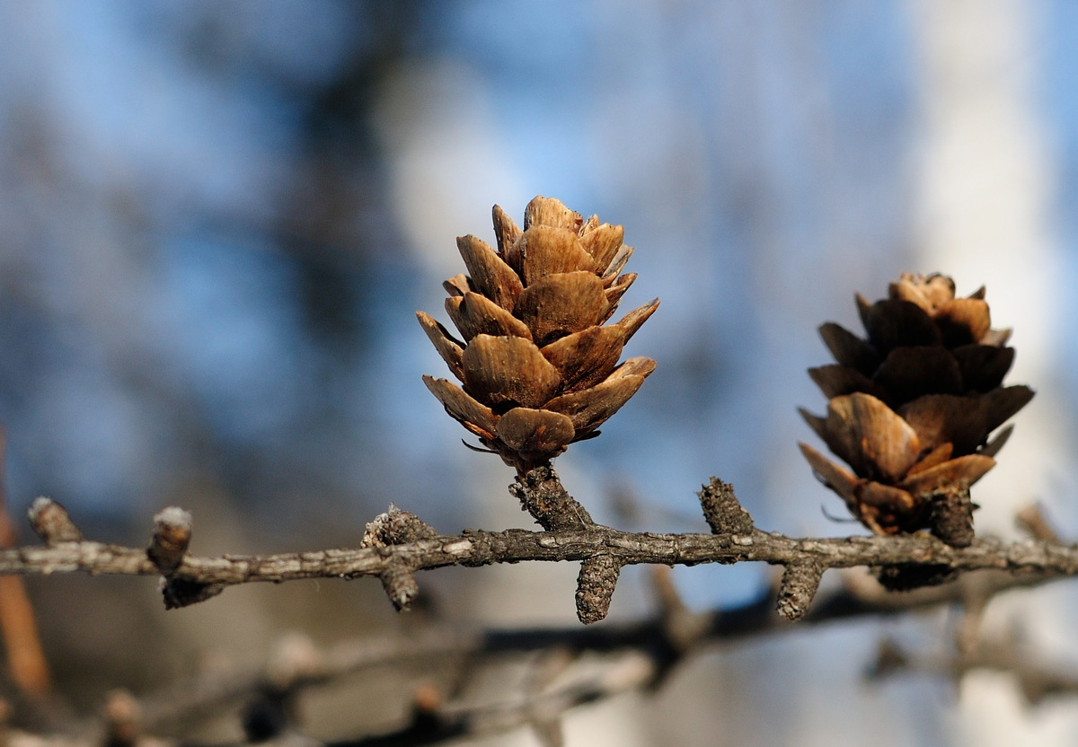 Изображение особи Larix olgensis.