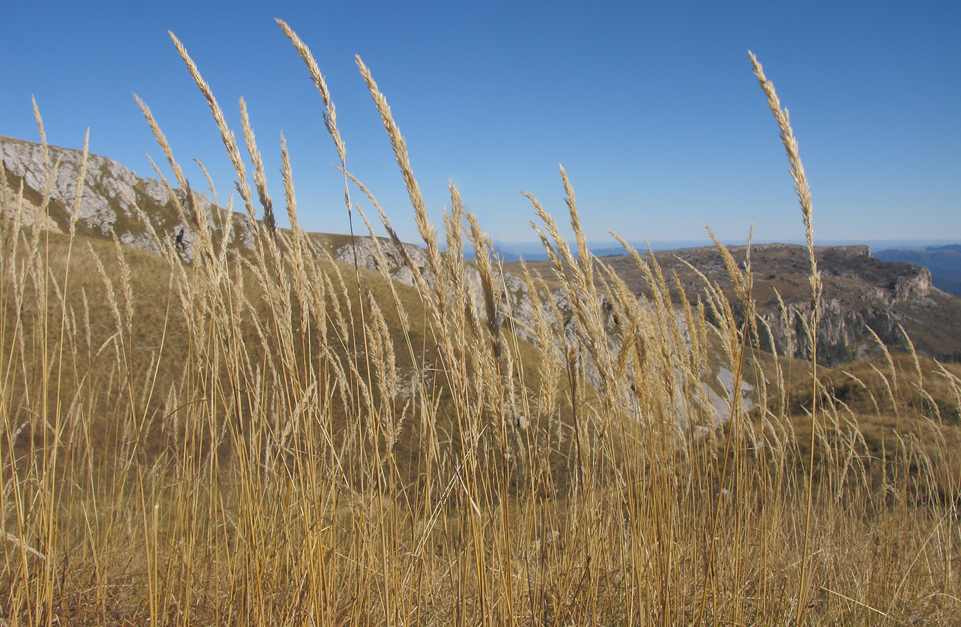 Image of Calamagrostis arundinacea specimen.