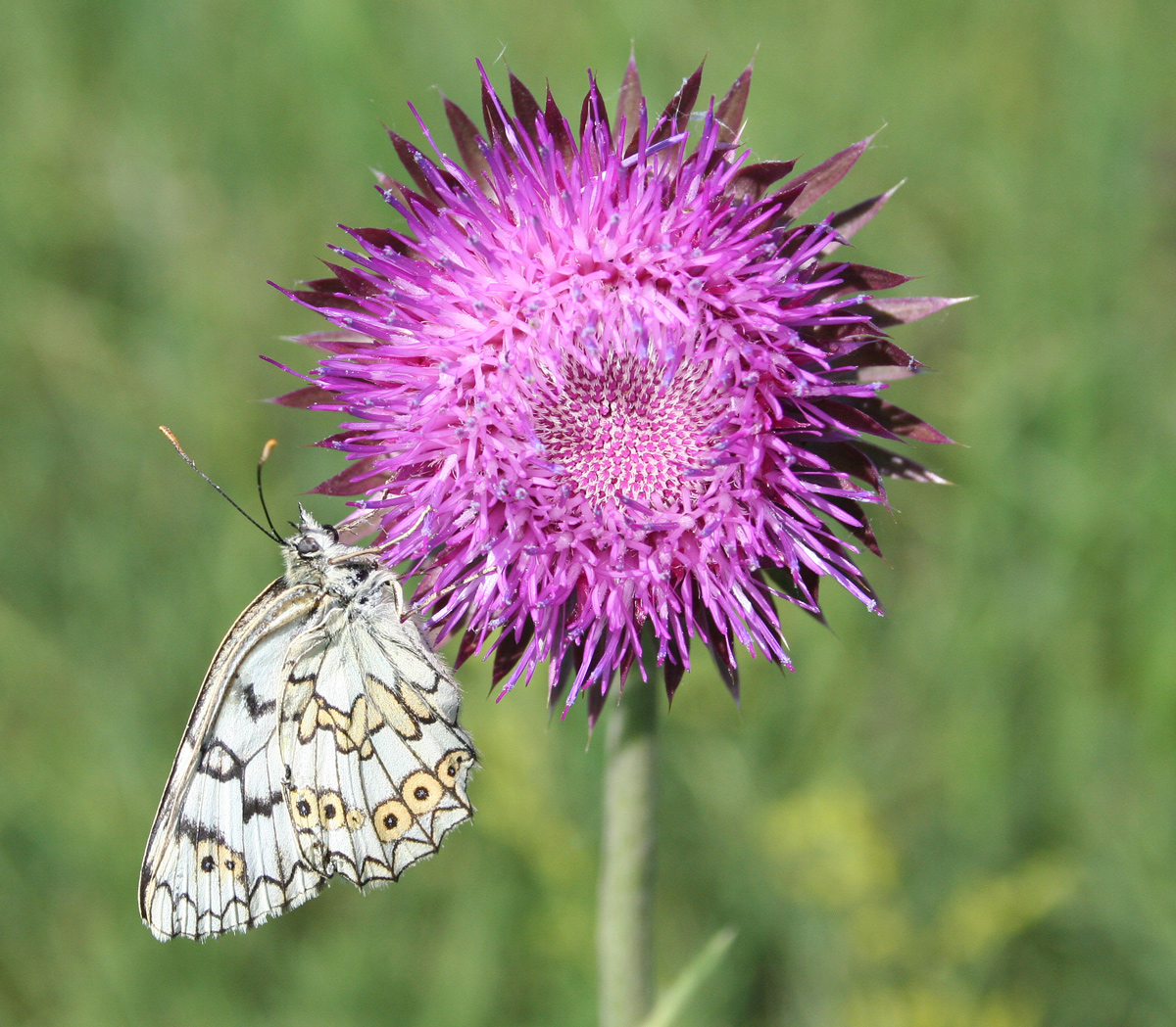 Image of Carduus thoermeri specimen.