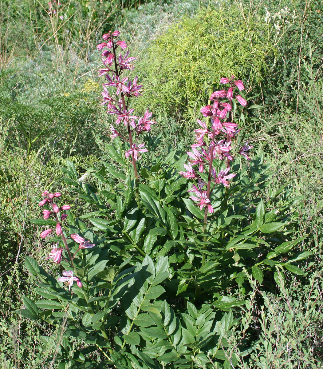 Изображение особи Dictamnus angustifolius.