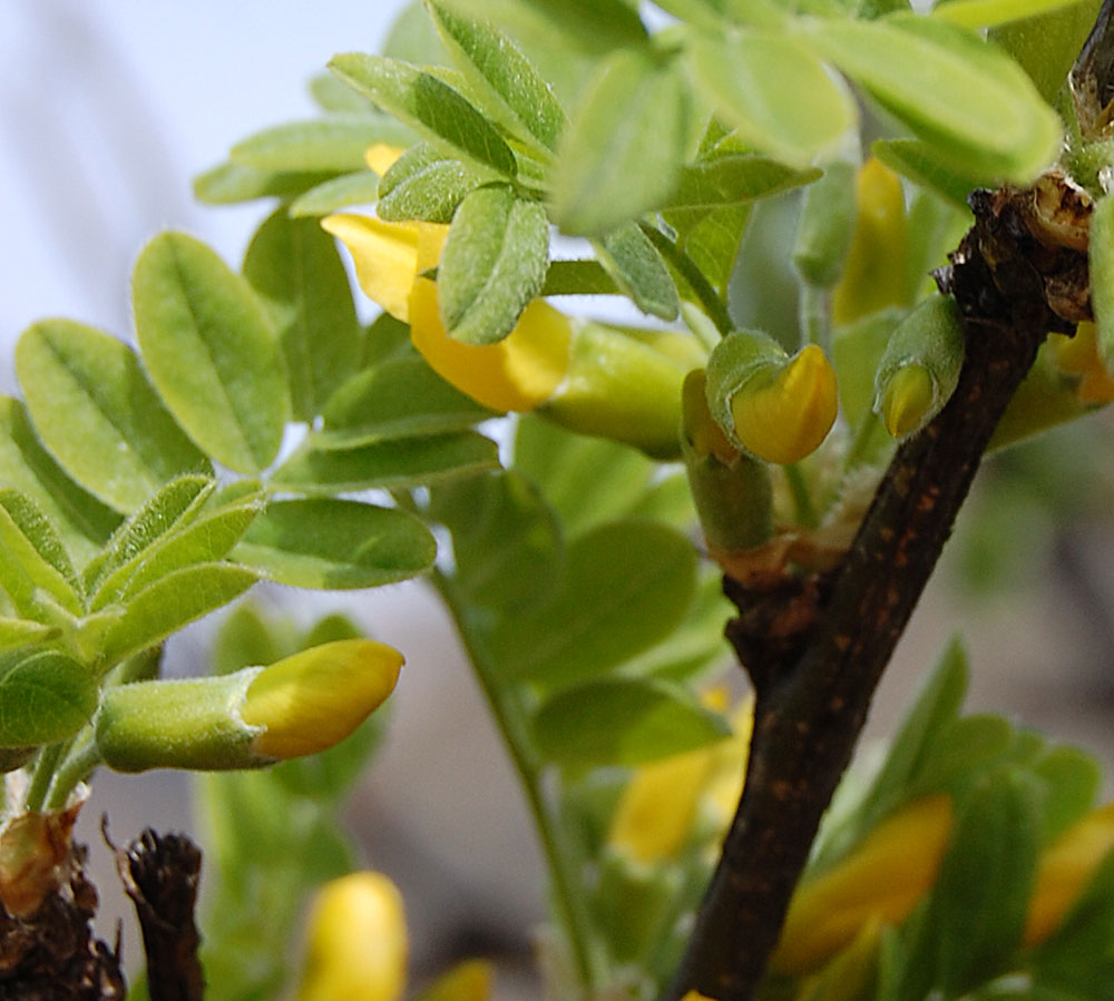 Изображение особи Caragana arborescens.