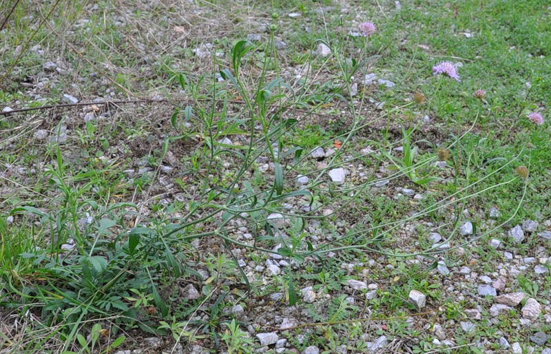 Image of genus Scabiosa specimen.