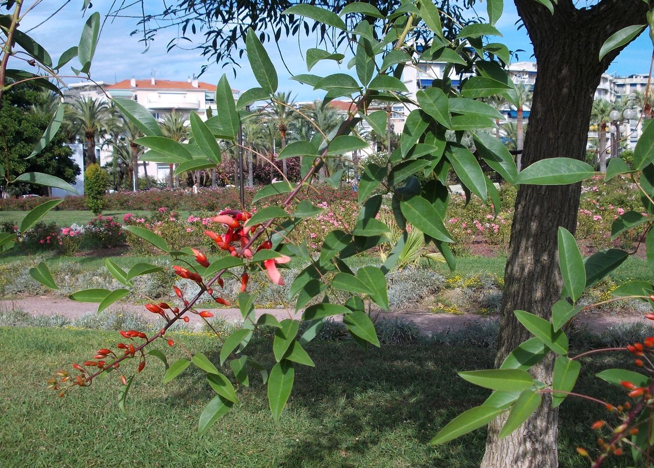 Image of Erythrina crista-galli specimen.