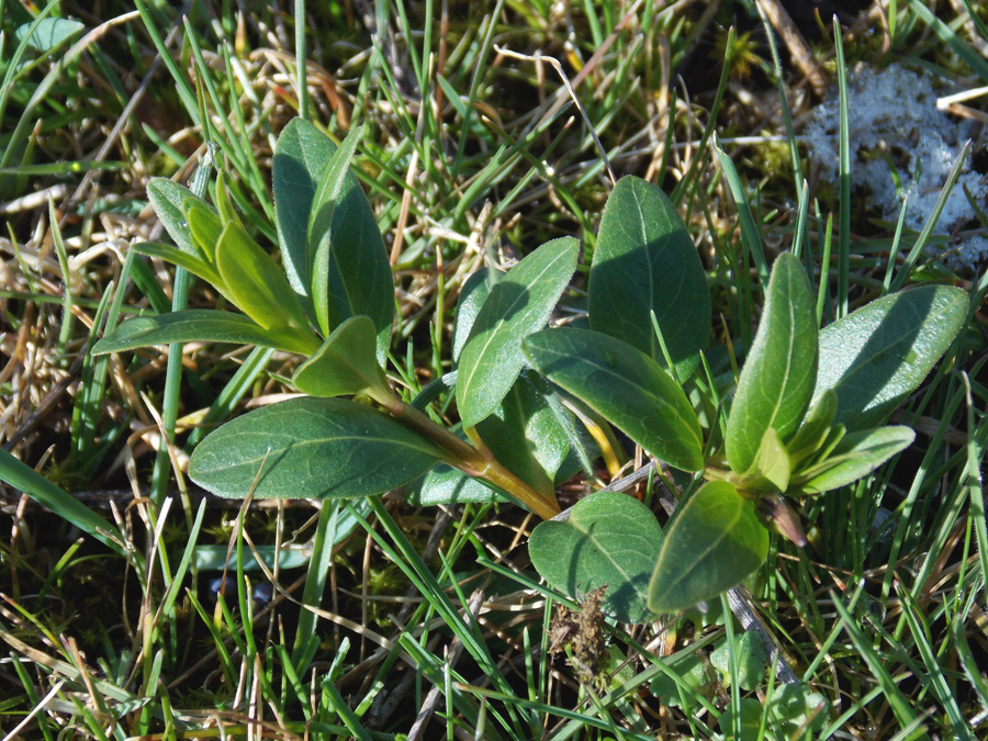 Image of Vinca herbacea specimen.