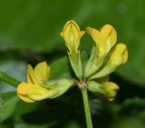 Hippocrepis multisiliquosa