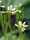 Arabis borealis. Верхушки побегов с цветками и плодами. Иркутская обл., Ольхонский р-н, побережье оз. Байкал, южнее базы Чара, пойма руч. Хорга. 03.07.2014.
