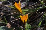 Crocus angustifolius. Цветущее растение. Внутренняя гряда Крымских гор в р-не пещерного г. Мангуп-Кале. Конец апреля 2008 г.