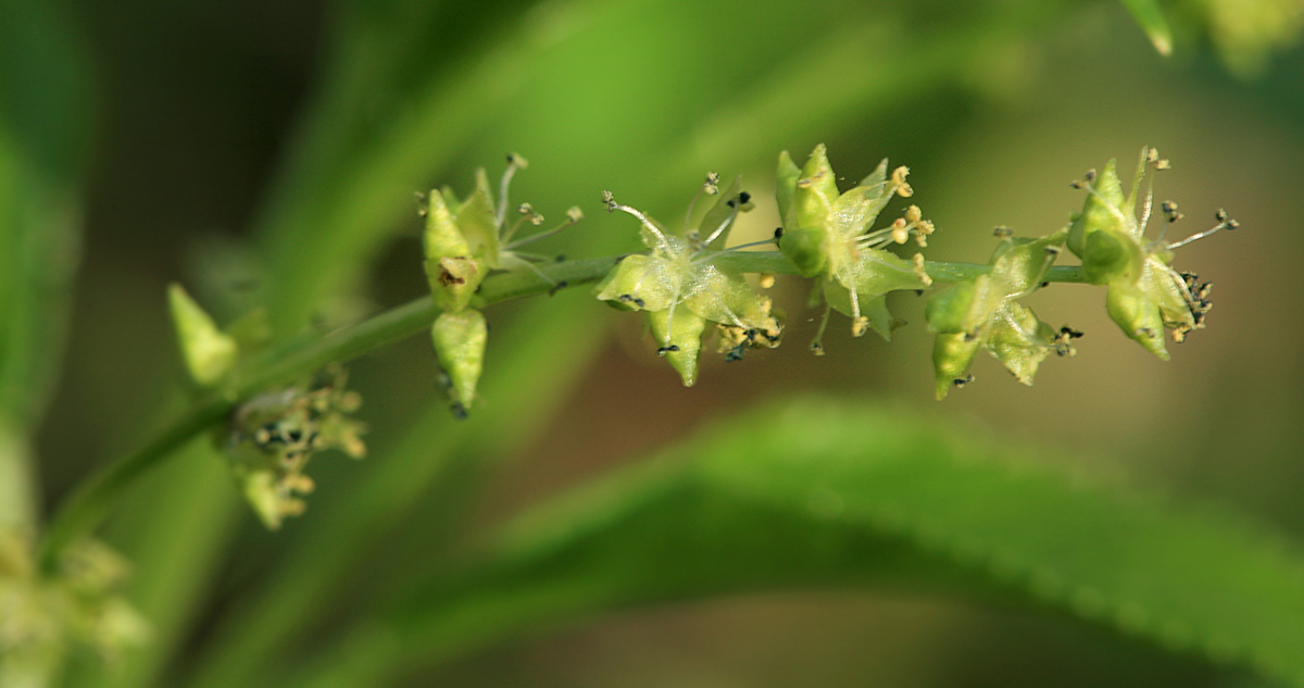 Изображение особи Mercurialis perennis.